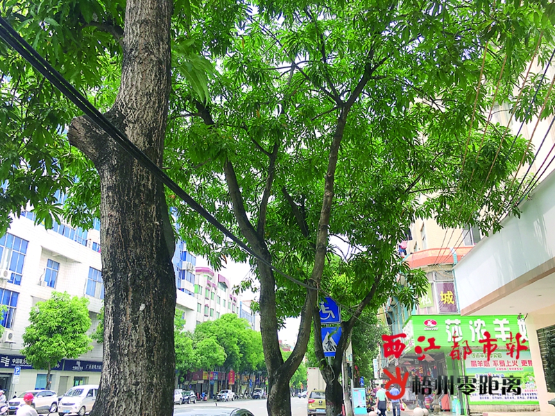 线缆随意拉开云APP 开云官网入口设犹如“蜘蛛网”(图5)